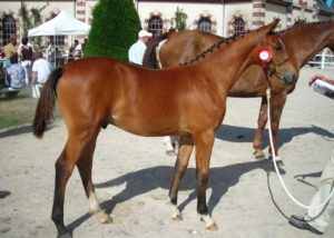 VIANO DE LA BUTTE